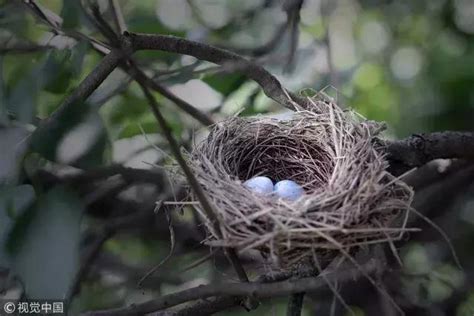 鳥 築 巢 吉兆|「鳥築巢吉兆」：寓意新居興旺發財，取諧音「鳥」與「褔」相同。